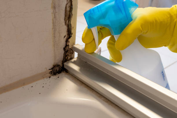 Best Basement Mold Removal  in Wickenburg, AZ