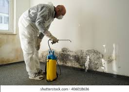 Why You Should Choose Our Mold Remediation Services in Wickenburg, AZ